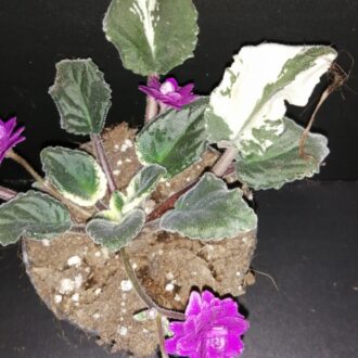 Saintpaulia ionantha hyb