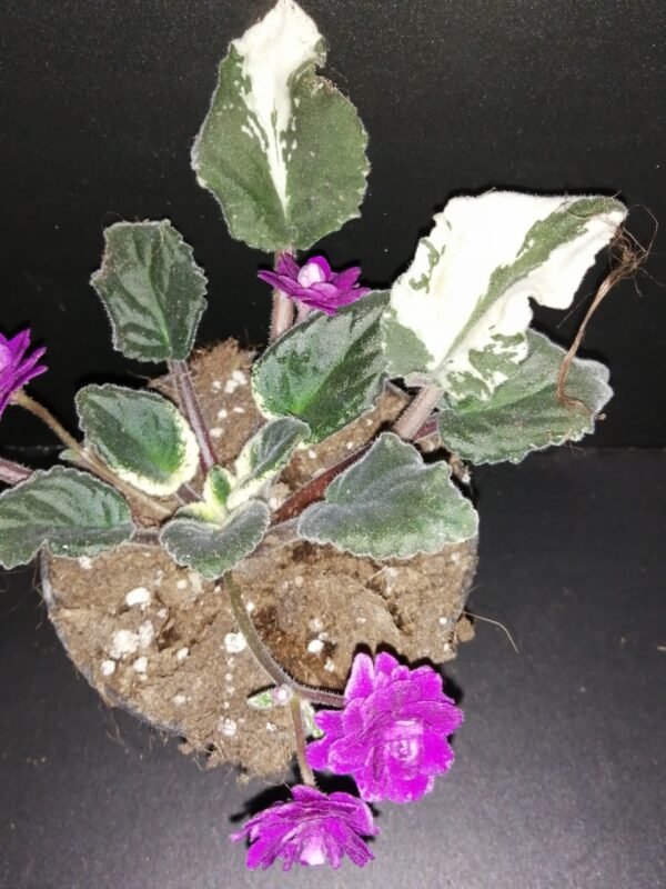 Saintpaulia ionantha hyb