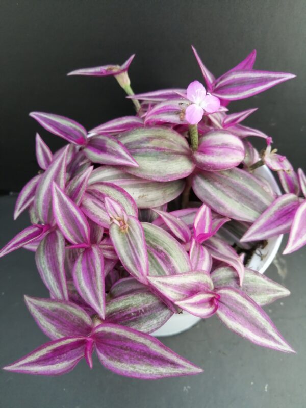 Tradescantia Pink Paradise