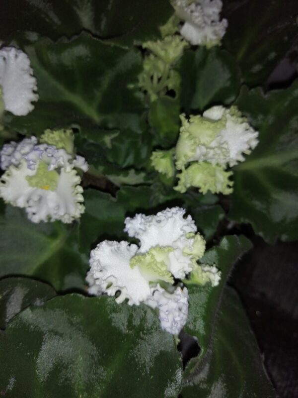 Saintpaulia ionantha White and green Curly