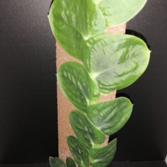 Raphiodophora celatocaulis , sin. r. korthalsii