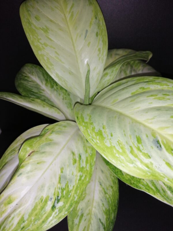 Aglaonema Arctic Lime