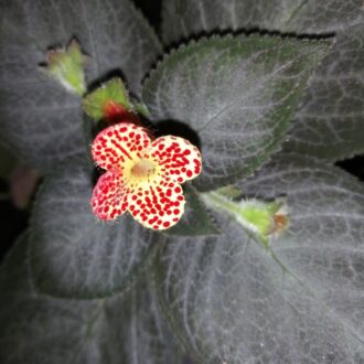 Kohleria Silver Feather