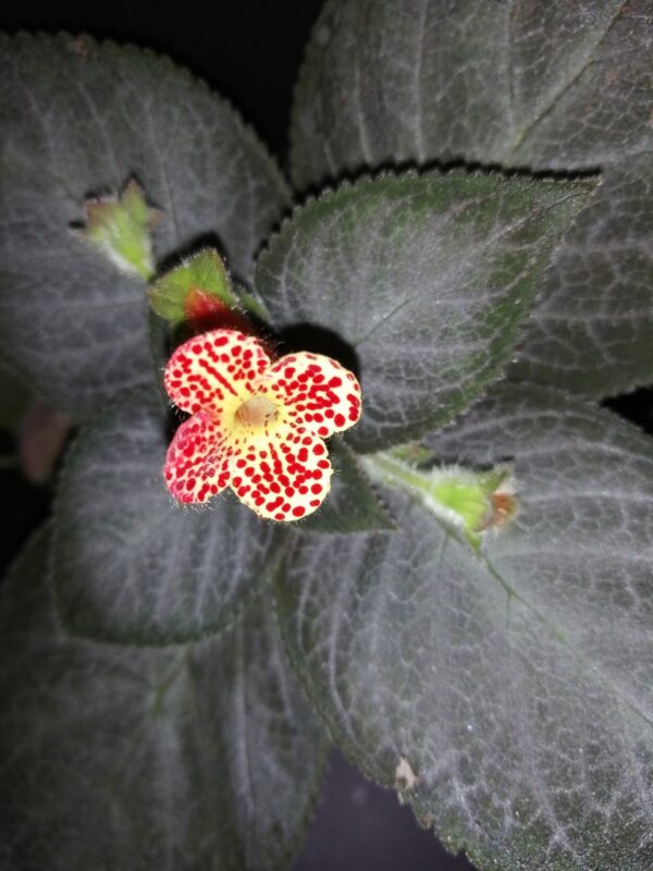 Kohleria Silver Feather