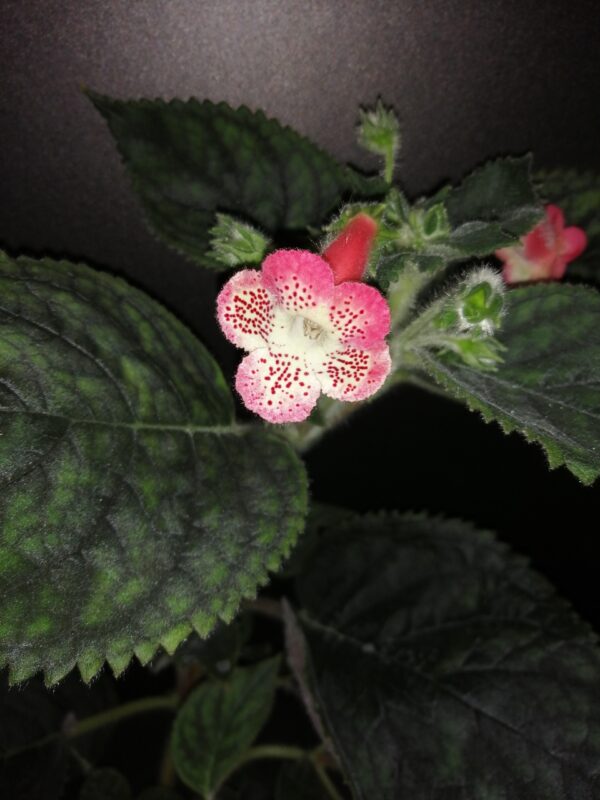 Kohleria Fenix Lima