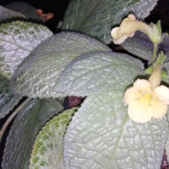 Episcia Jim Hall's Choice