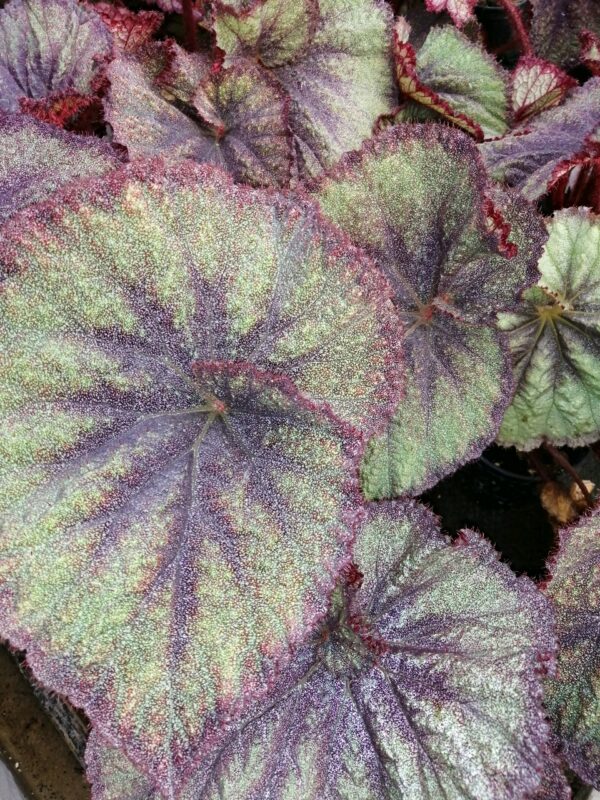 Begonia Sucre Glacee