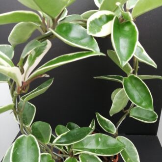 Hoya carnosa Suzie