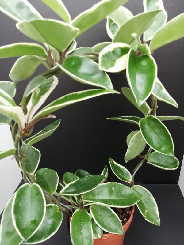 Hoya carnosa Suzie