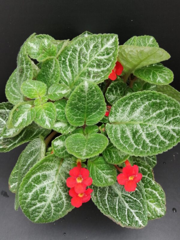 Episcia Faded Jade