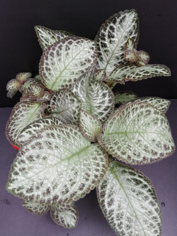Episcia Chocolate Soldier