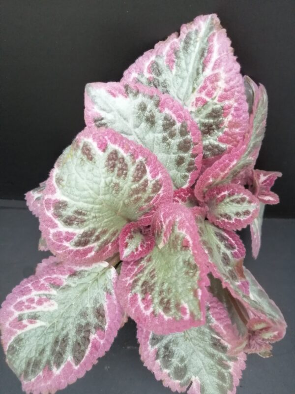 Episcia Pink Brocade