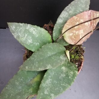 Hoya caudata