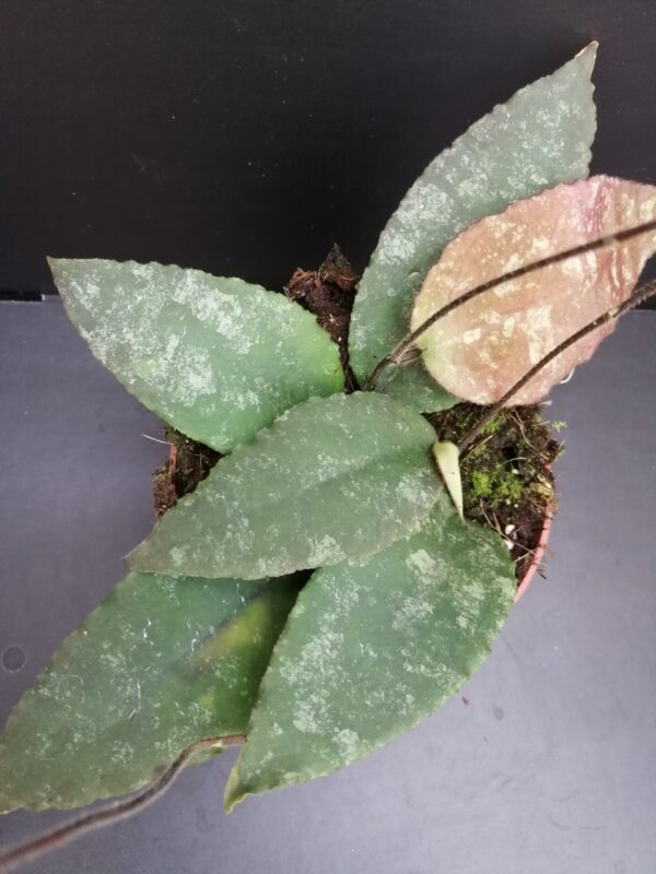 Hoya caudata
