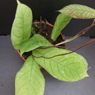 Hoya sp. Sabah