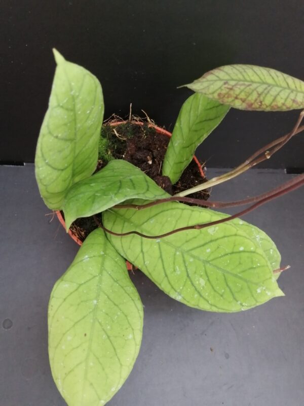 Hoya sp. Sabah