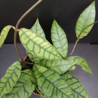Hoya callistophylla
