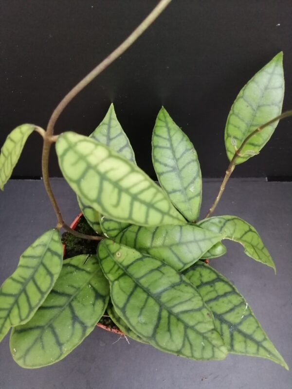 Hoya callistophylla