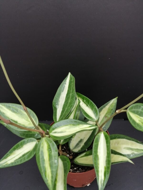 Hoya latifolia ex macrophylla Pot of Gold