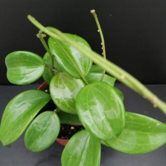 Hoya quinquenervia