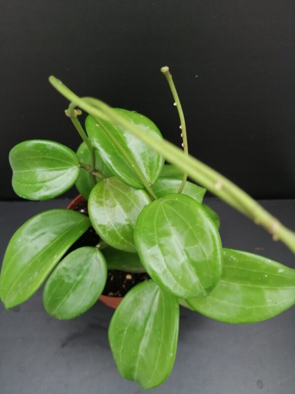 Hoya quinquenervia