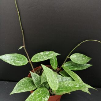 Hoya Rangsan