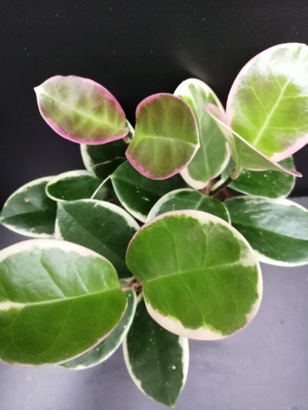 Hoya australis Blondie
