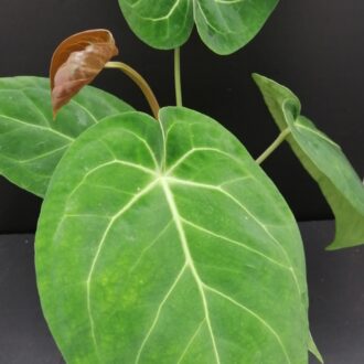 Anthurium magnificum