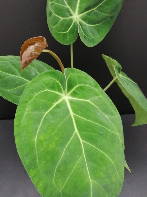 Anthurium magnificum