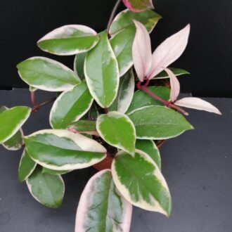 Hoya Flamingo Dream
