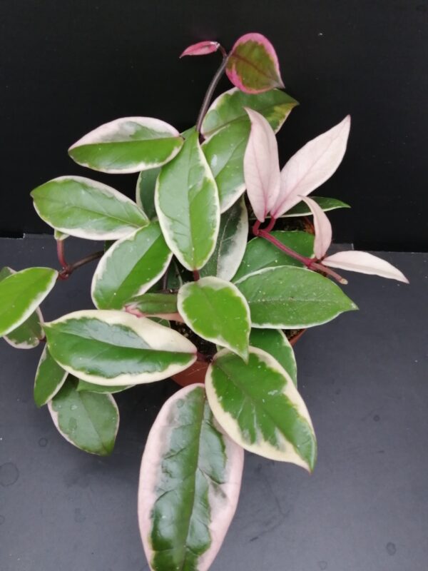 Hoya Flamingo Dream