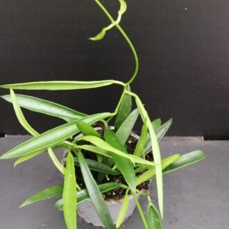 Hoya longifolia