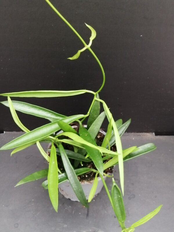 Hoya longifolia