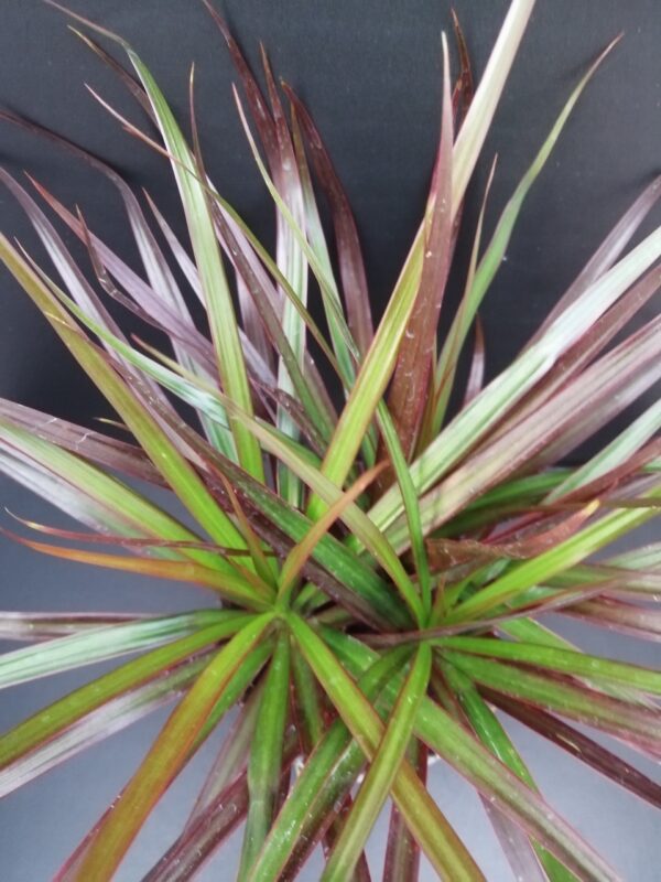 Dracaena marginata Magenta