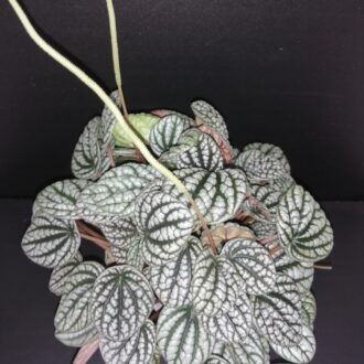 Peperomia caperata Burbella