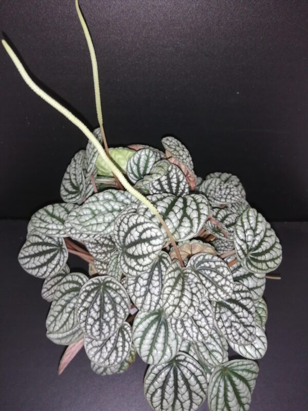 Peperomia caperata Burbella