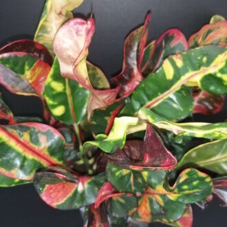 Codiaeum variegatum Mammy Croton