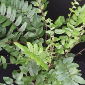 Pellaea falcata