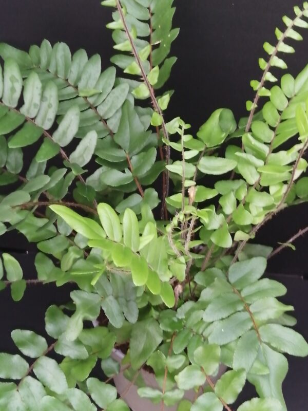 Pellaea falcata