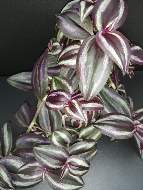 Tradescantia zebrina Deep Purple