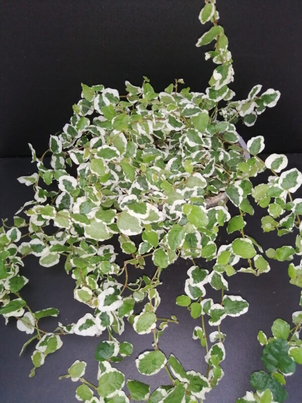 Ficus pumila White Sunny