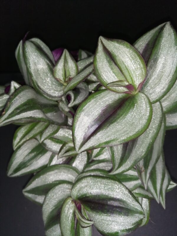 Tradescantia zebrina (Silver Smudge)