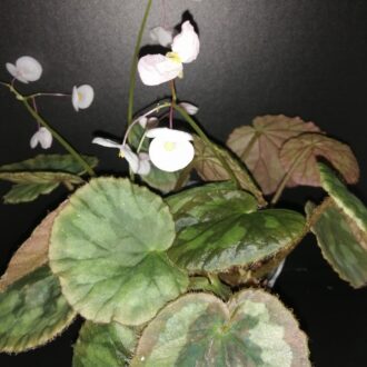 Begonia mashanica, Begonia jinxiensis var. mashanica