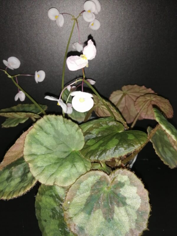 Begonia mashanica, Begonia jinxiensis var. mashanica
