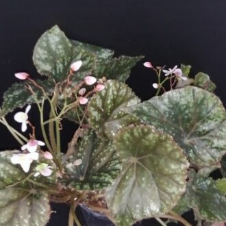 Begonia nigritarum