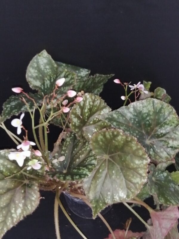 Begonia nigritarum