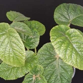 Begonia Gothol