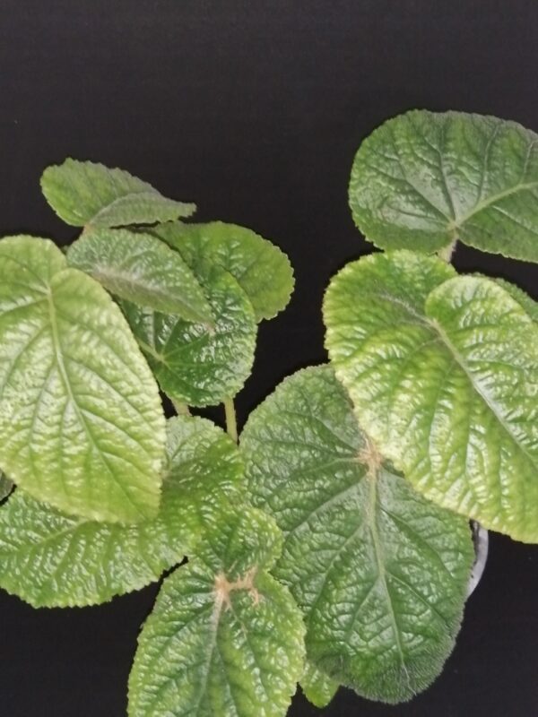 Begonia Gothol
