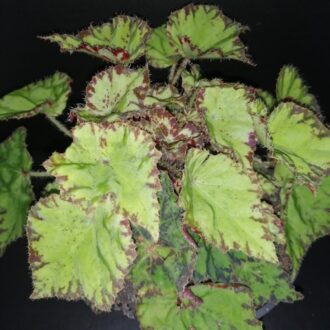 Begonia Rondeau