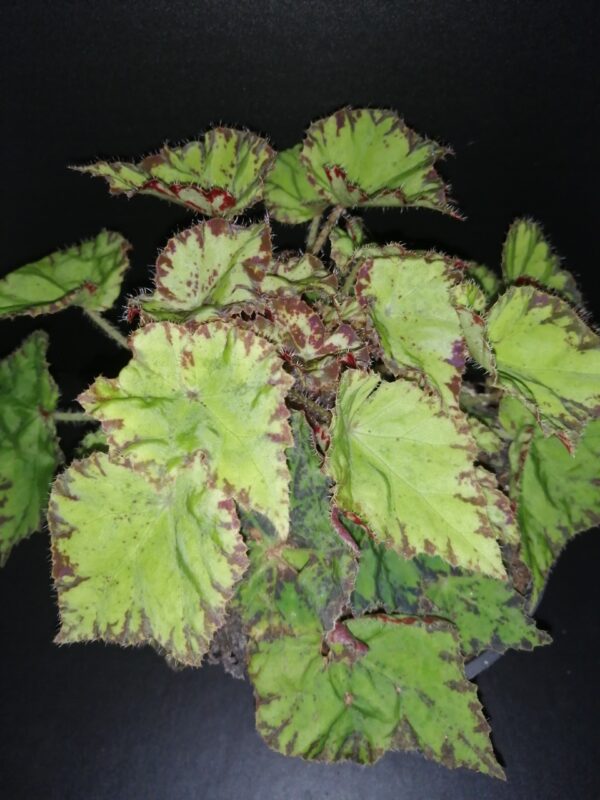 Begonia Rondeau